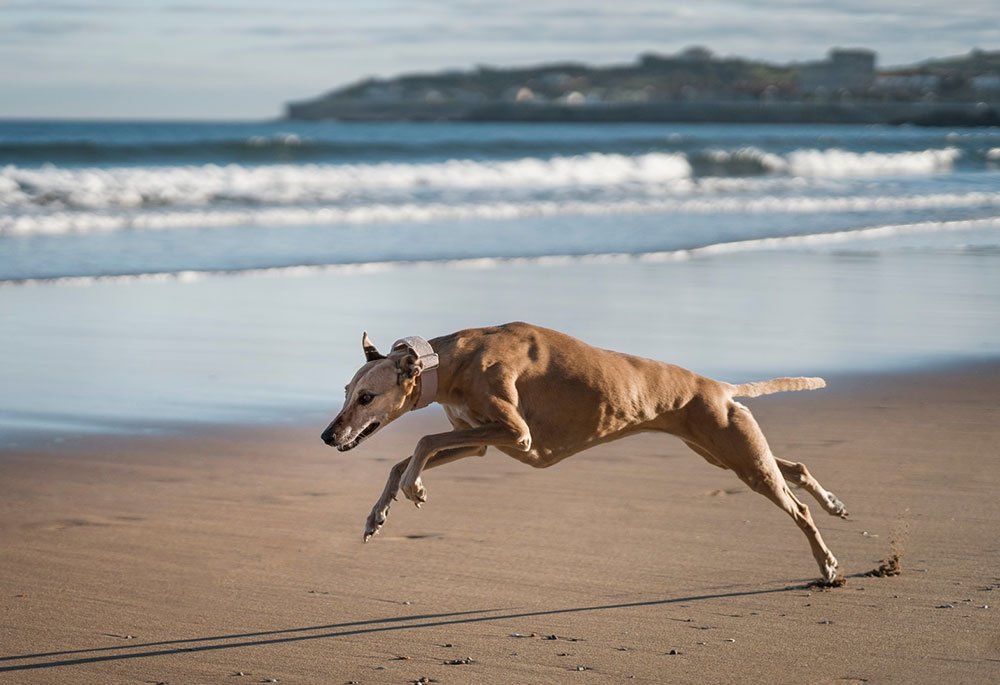 Pienso para perros Galgo