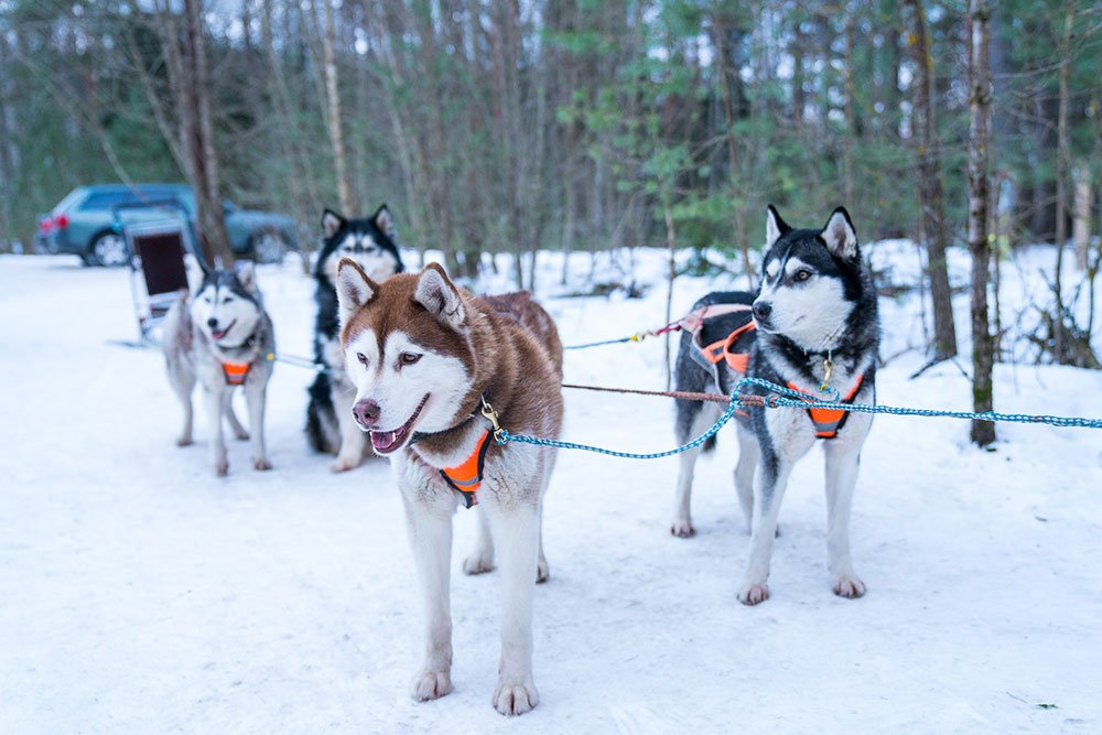 Pienso para perros husky